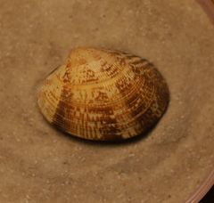 Ruditapes philippinarum