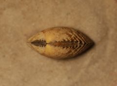 Ruditapes philippinarum