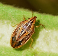 Aelia rostrata