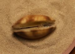 Ruditapes philippinarum