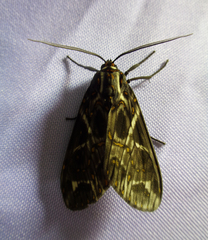 Phaegoptera