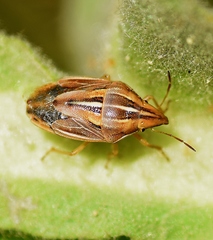 Aelia rostrata