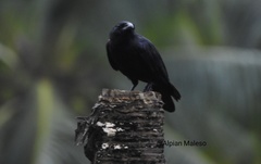 Corvus enca celebensis