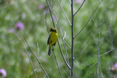 Pseudocolopteryx acutipennis