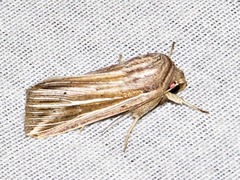Mythimna rubrescens