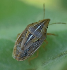 Aelia rostrata