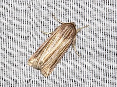 Mythimna rubrescens