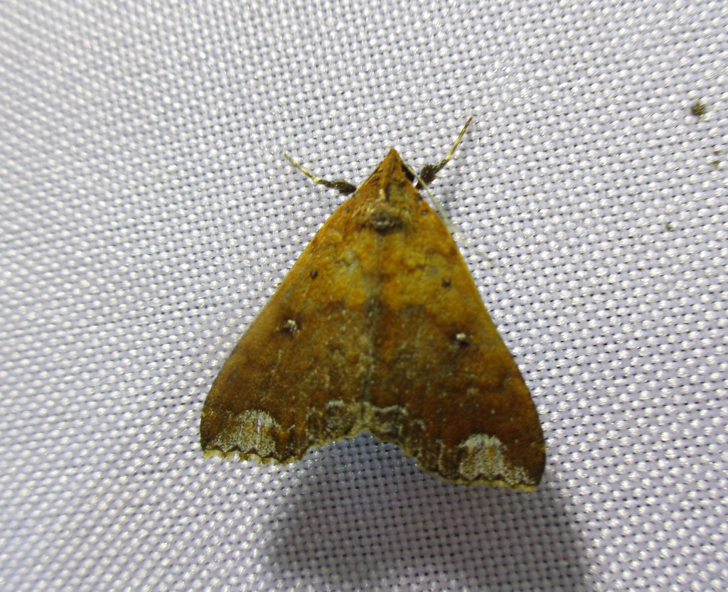 Rejectaria panola