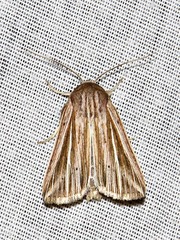 Mythimna rubrescens