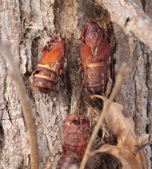 Lymantria dispar
