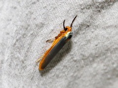 Sozusa scutellata