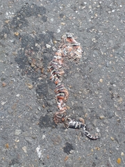 Lampropeltis micropholis