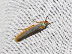 Sozusa scutellata