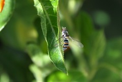 Pseudoscaeva diversifasciata