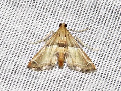 Endotricha consobrinalis