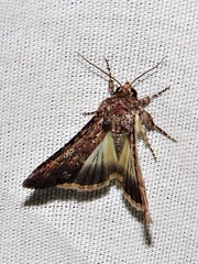 Condica capensis