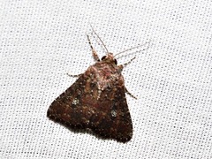 Condica capensis
