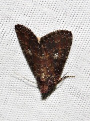 Condica capensis