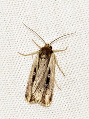 Axylia annularis