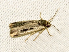 Axylia annularis