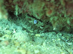 Felimida macfarlandi