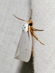 Ilemodes astriga