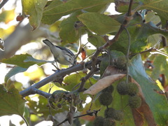 Setophaga nigrescens