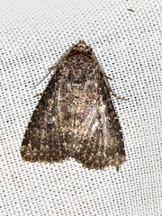 Condica capensis