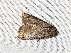 Condica capensis