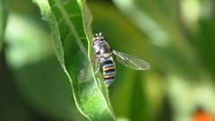 Pseudoscaeva diversifasciata