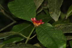 Psychotria nuda