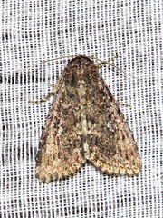 Condica capensis