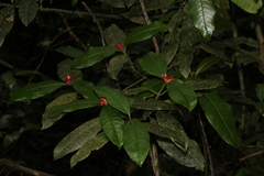 Psychotria nuda