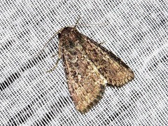 Condica capensis