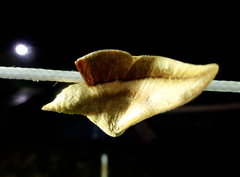 Gonogramma lemoulti