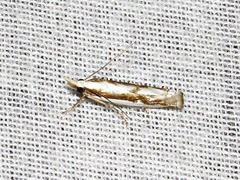 Crambus attis