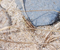 Schmidtiacris schmidti