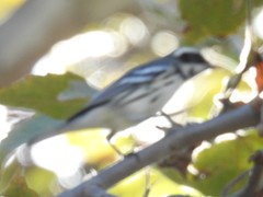 Setophaga nigrescens