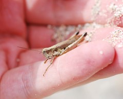 Schmidtiacris schmidti