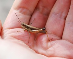 Schmidtiacris schmidti