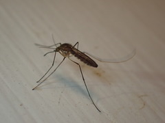 Culiseta melanura