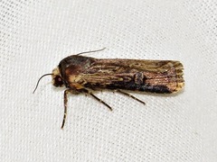 Micragrotis interstriata