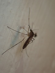 Culiseta melanura