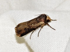 Micragrotis interstriata