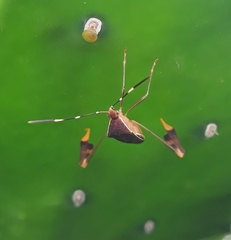 Anisoscelis marginellus