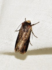 Micragrotis interstriata