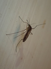 Culiseta melanura