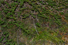 Selaginella underwoodii