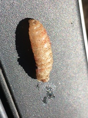 Cephenemyia