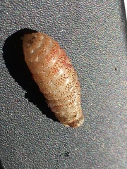 Cephenemyia